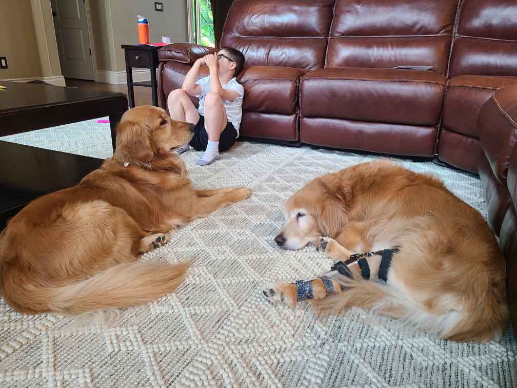 Two Golden Retrievers laying on the floor, one with a brace on its leg, and a boy sitting against a couch.