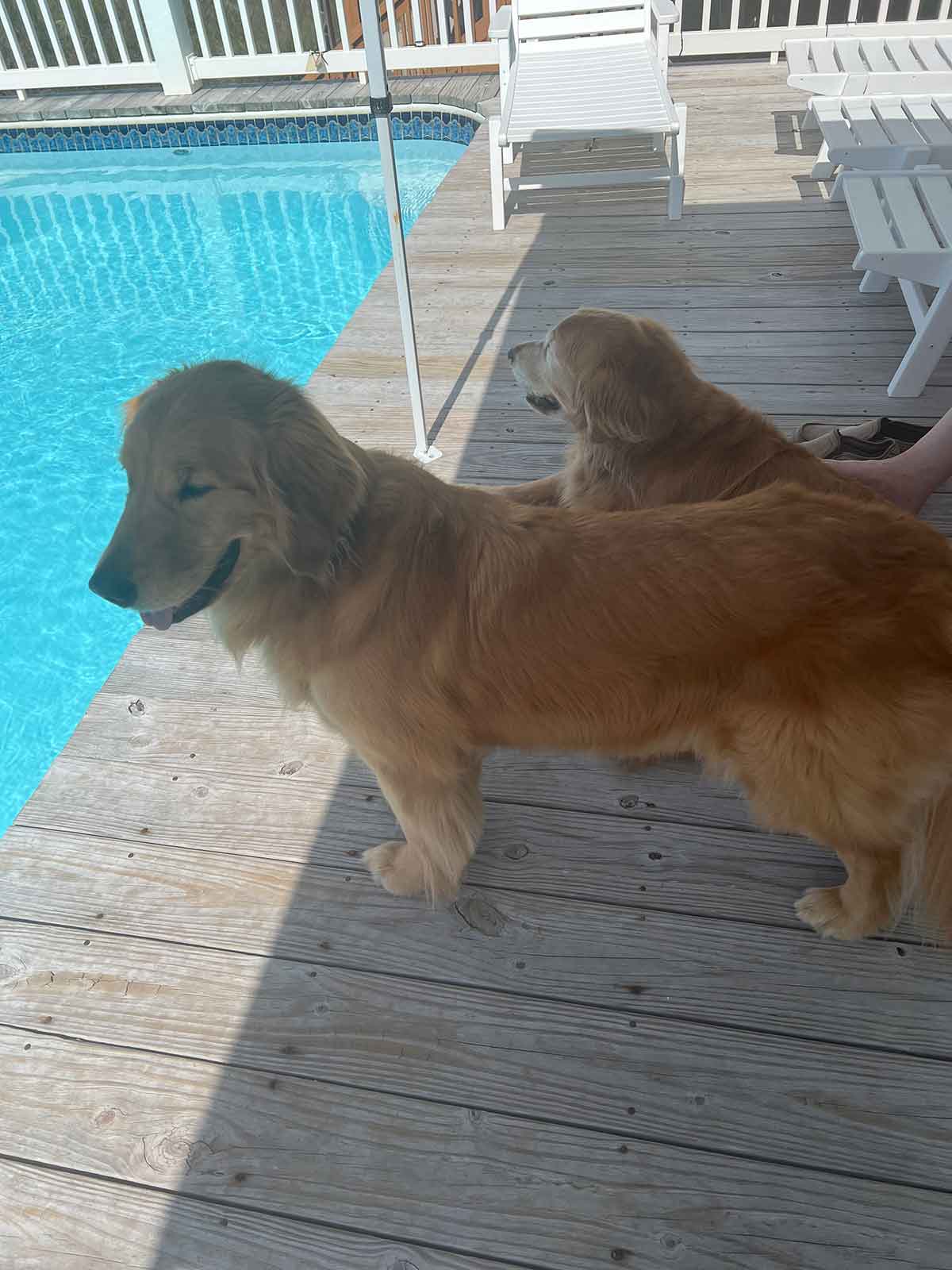 Two golden retrievers laying in the shade next to a swimming pool.