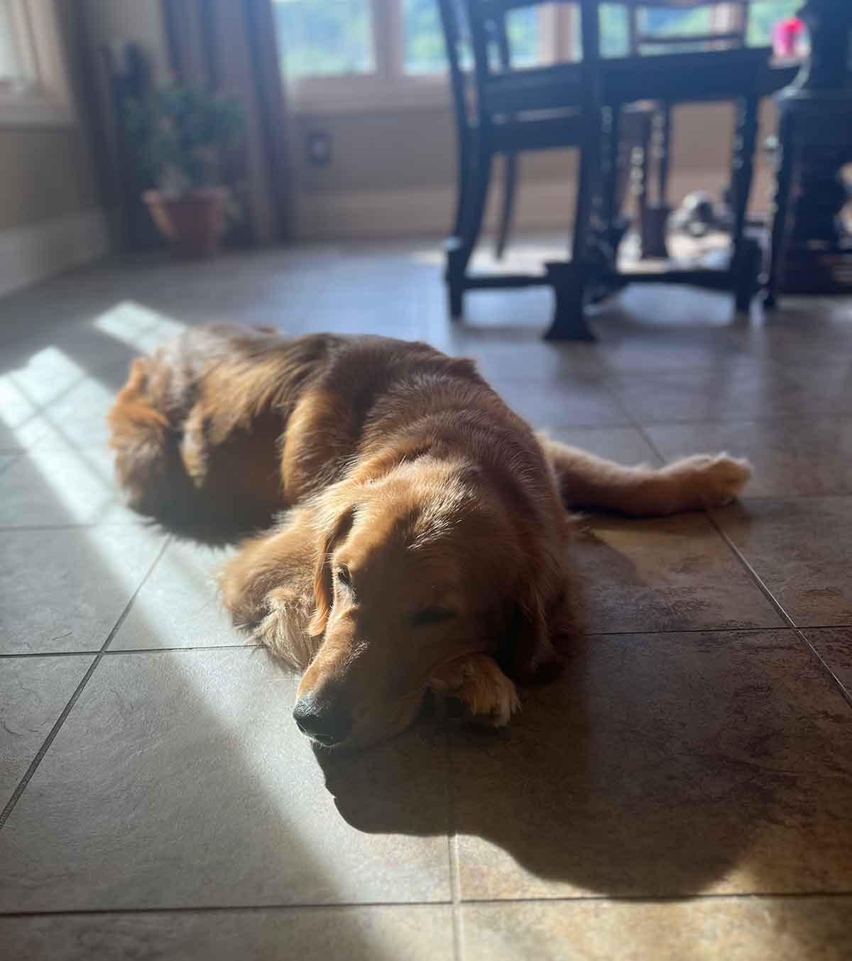 Golden Retriever laying in a sun spot on a kitchen floor.
