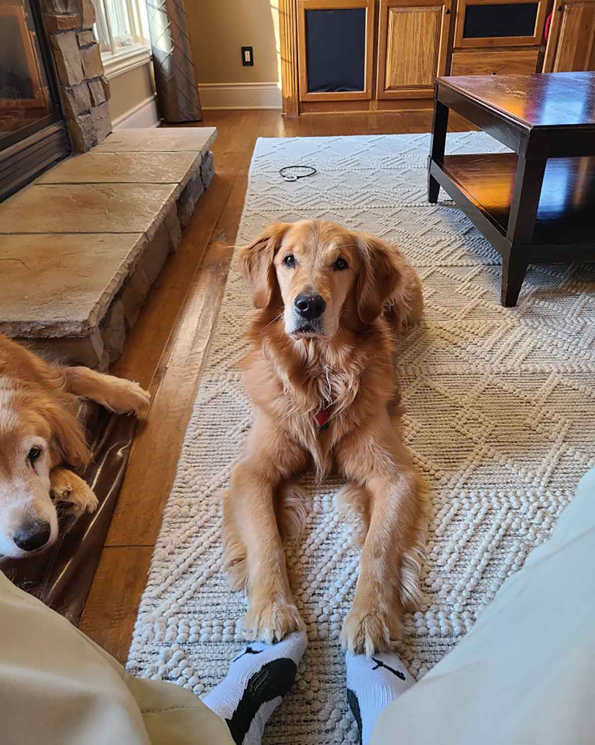Golden retriever laying with her two front paws on top of a person's feet.
