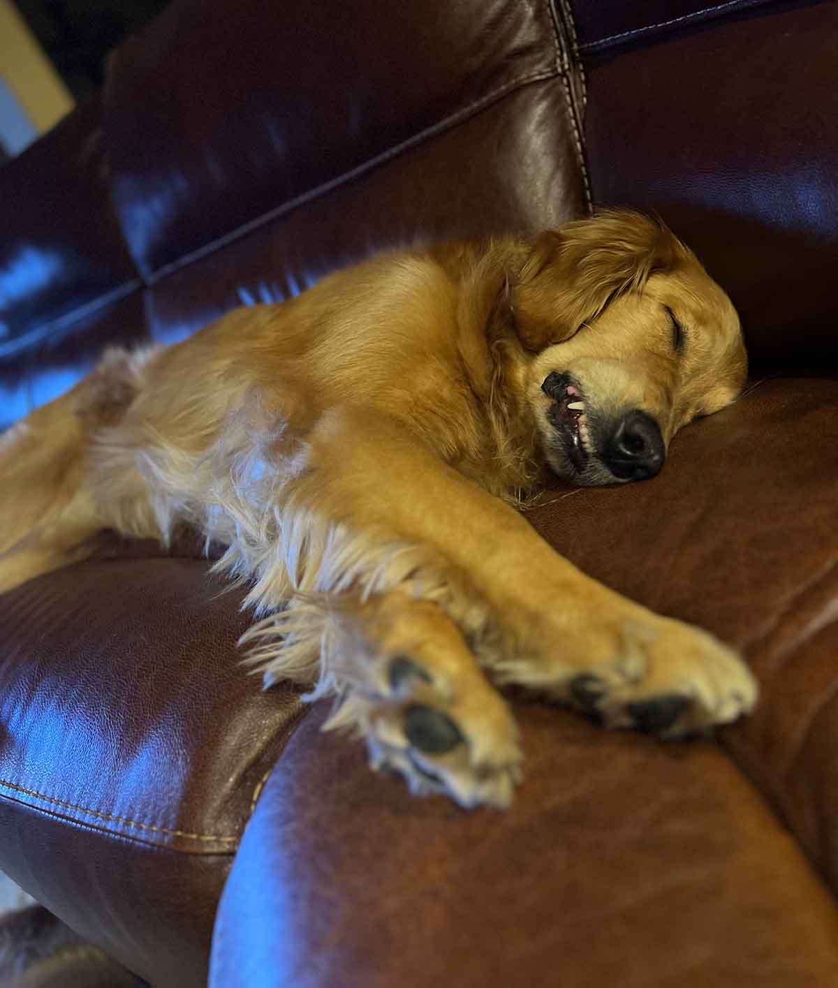 Dog sleeping on a couch with her lip stuck so her teeth are showing.