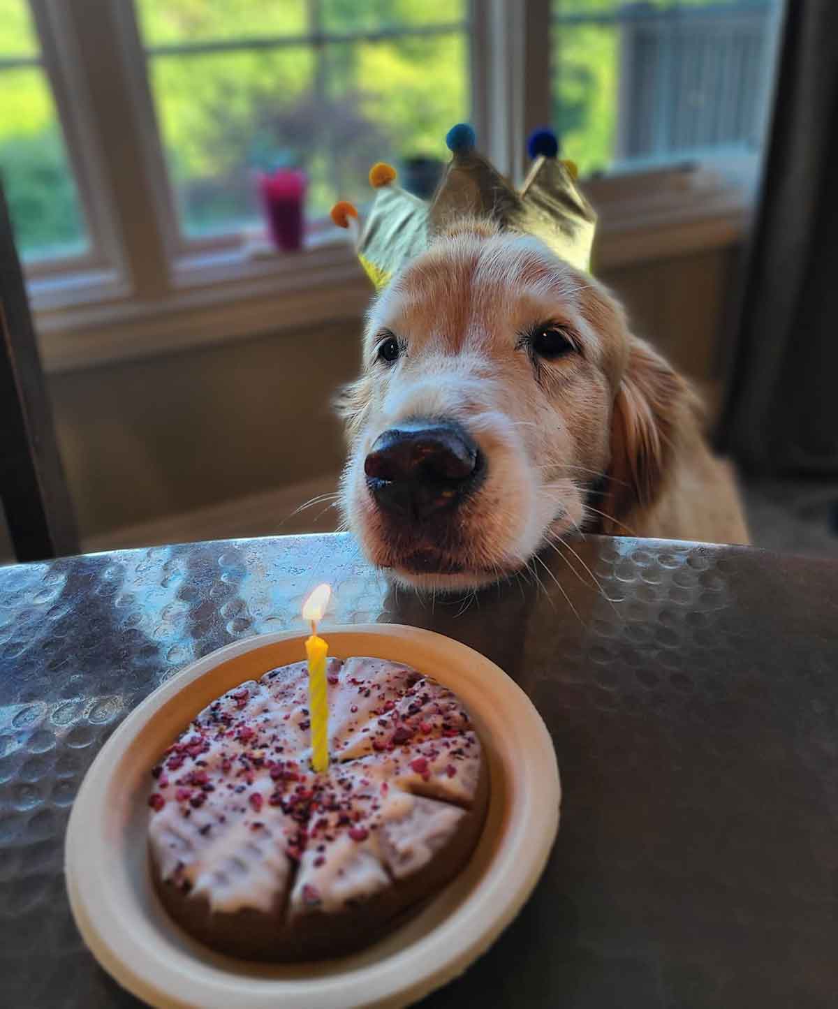 Golden retriever dog wearing a crown standing in front of a table with a small round cake with a candle in the middle.