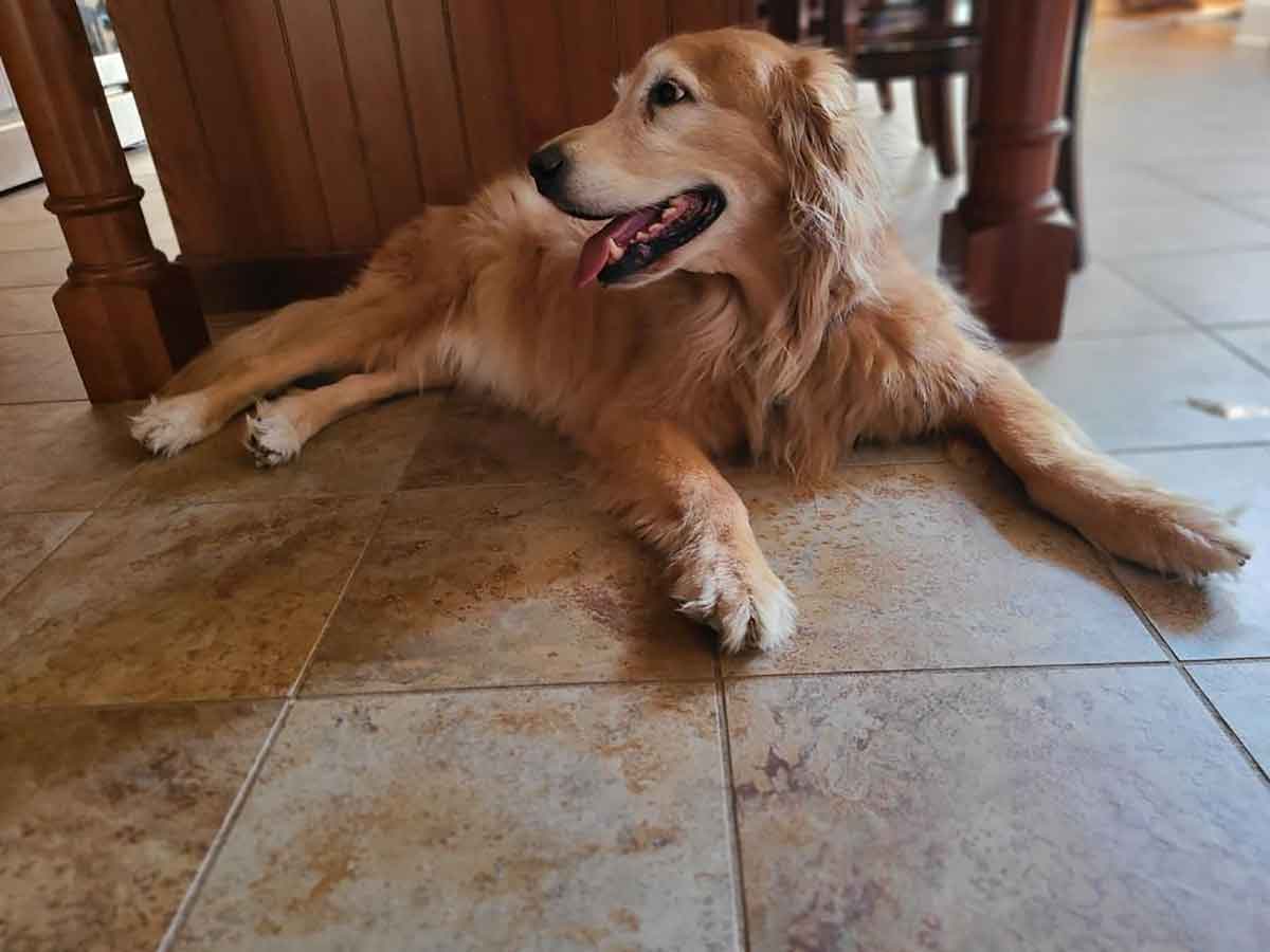 Golden retriever laying on the floor, looking to the side.