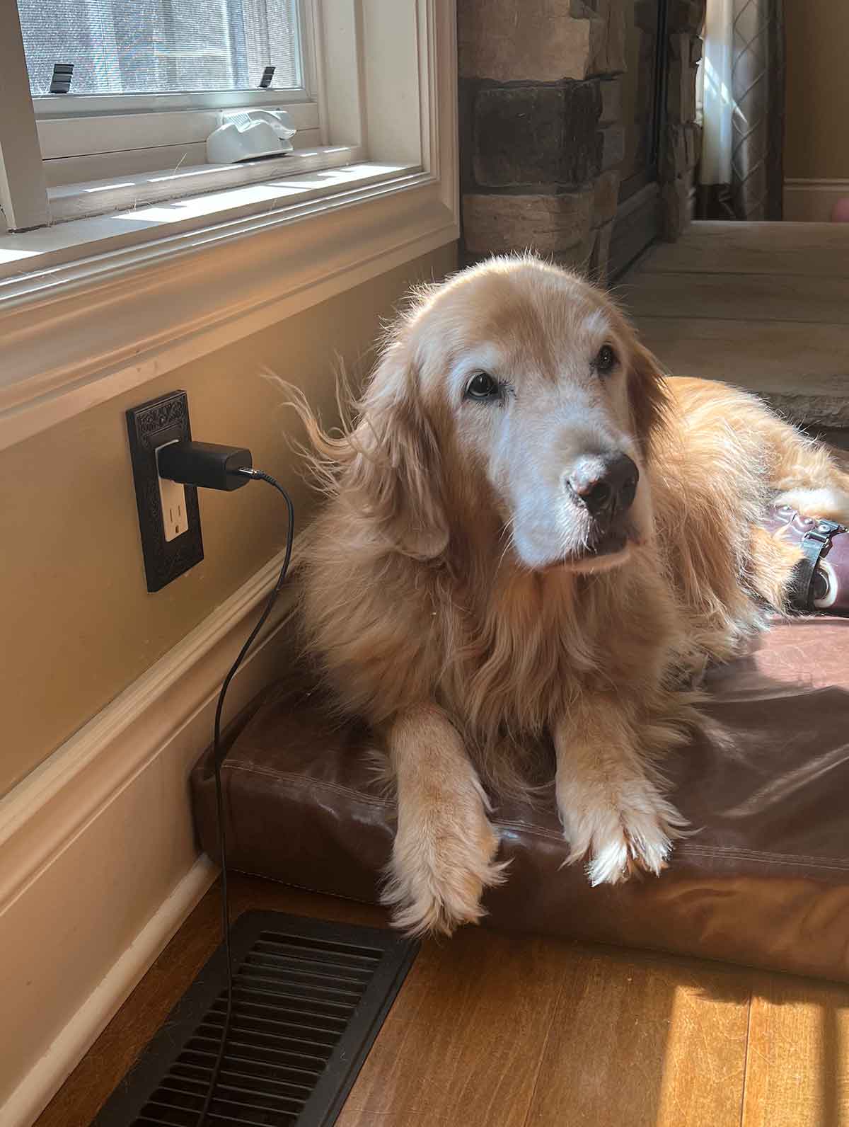 Older Golden Retriever laying on a dog bed under a window with hair on its ear blowing upward.