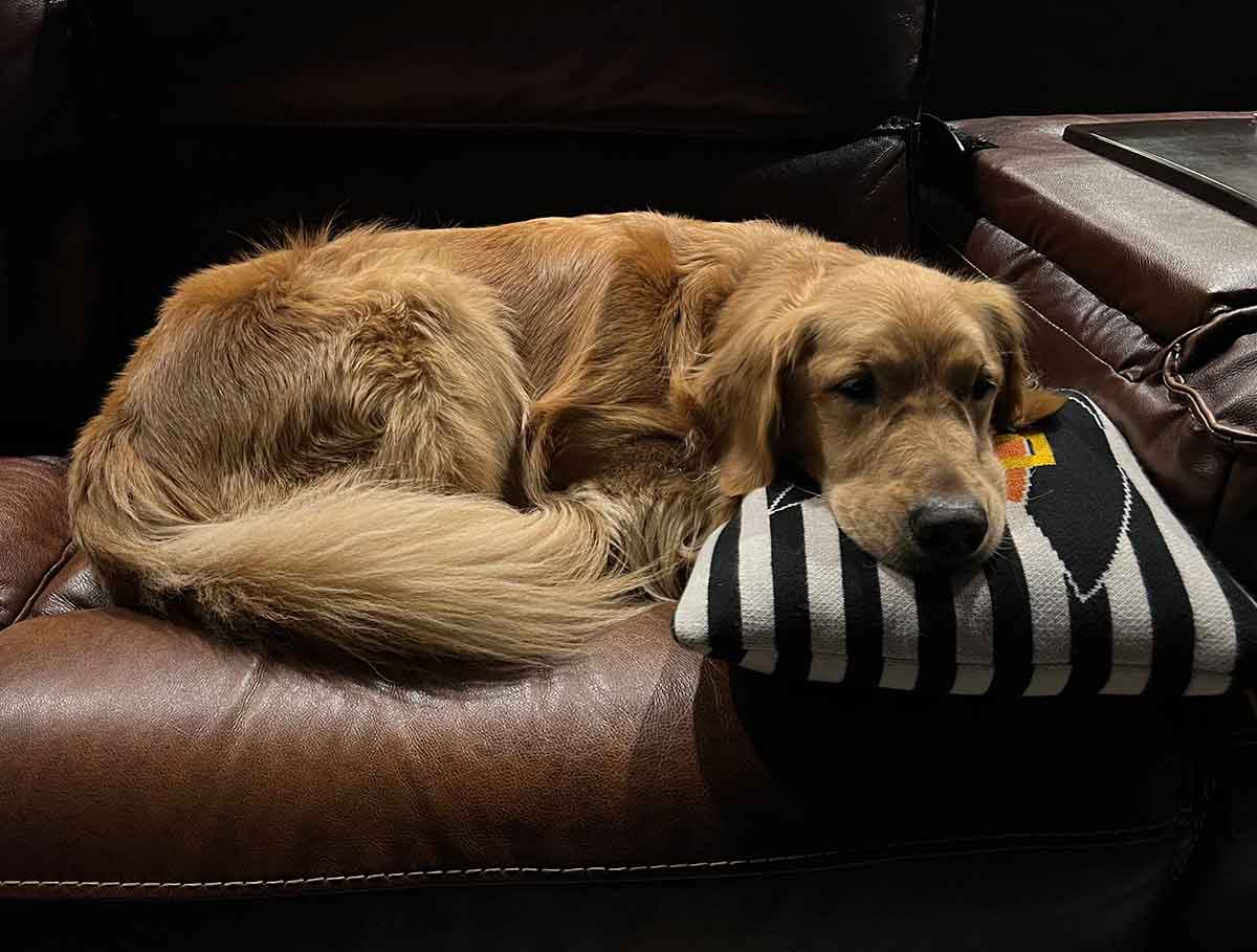 Golden Retriever sleeping on a couch with her head resting on a throw pillow.