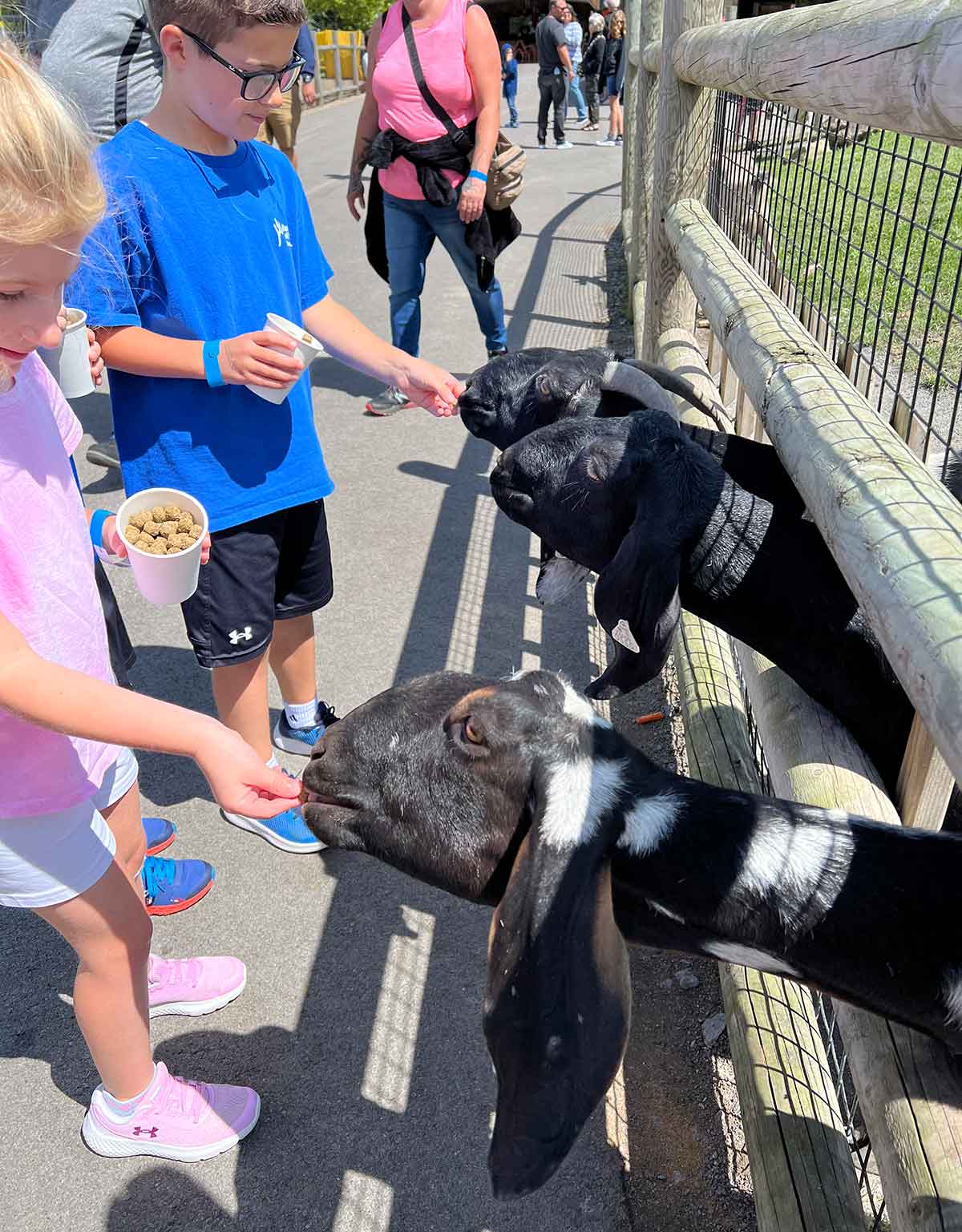 A little boy and girl feeding goats.
