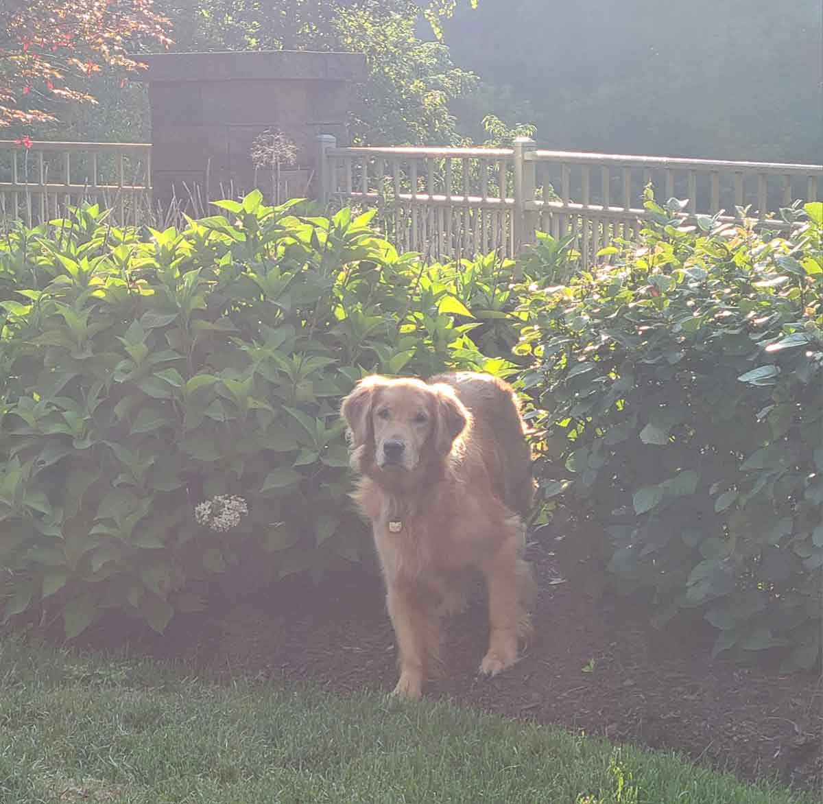 Golden retriever standing between two hydrangea bushes surrounded by misty air.