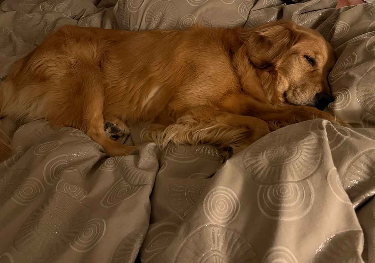 Golden retriever dog laying on a bed.