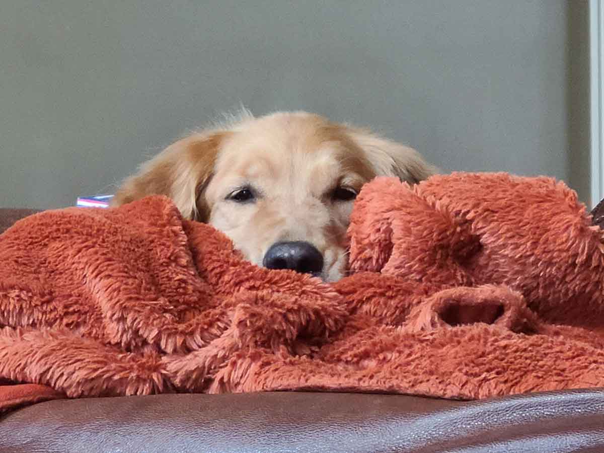 Head-on photo of a golden retriever dog with her head resting on a blanket.