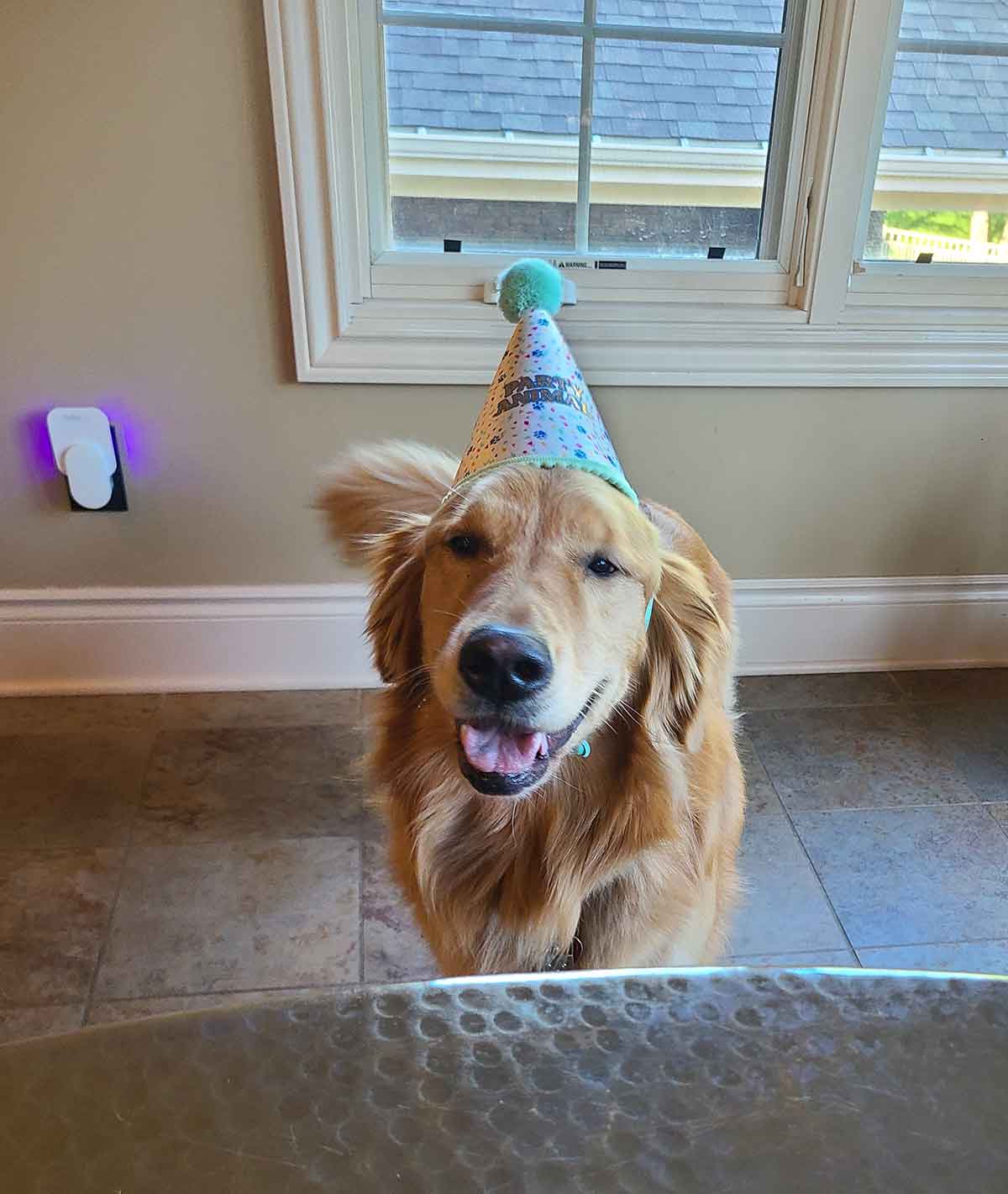 Golden retriever with a party hat on.