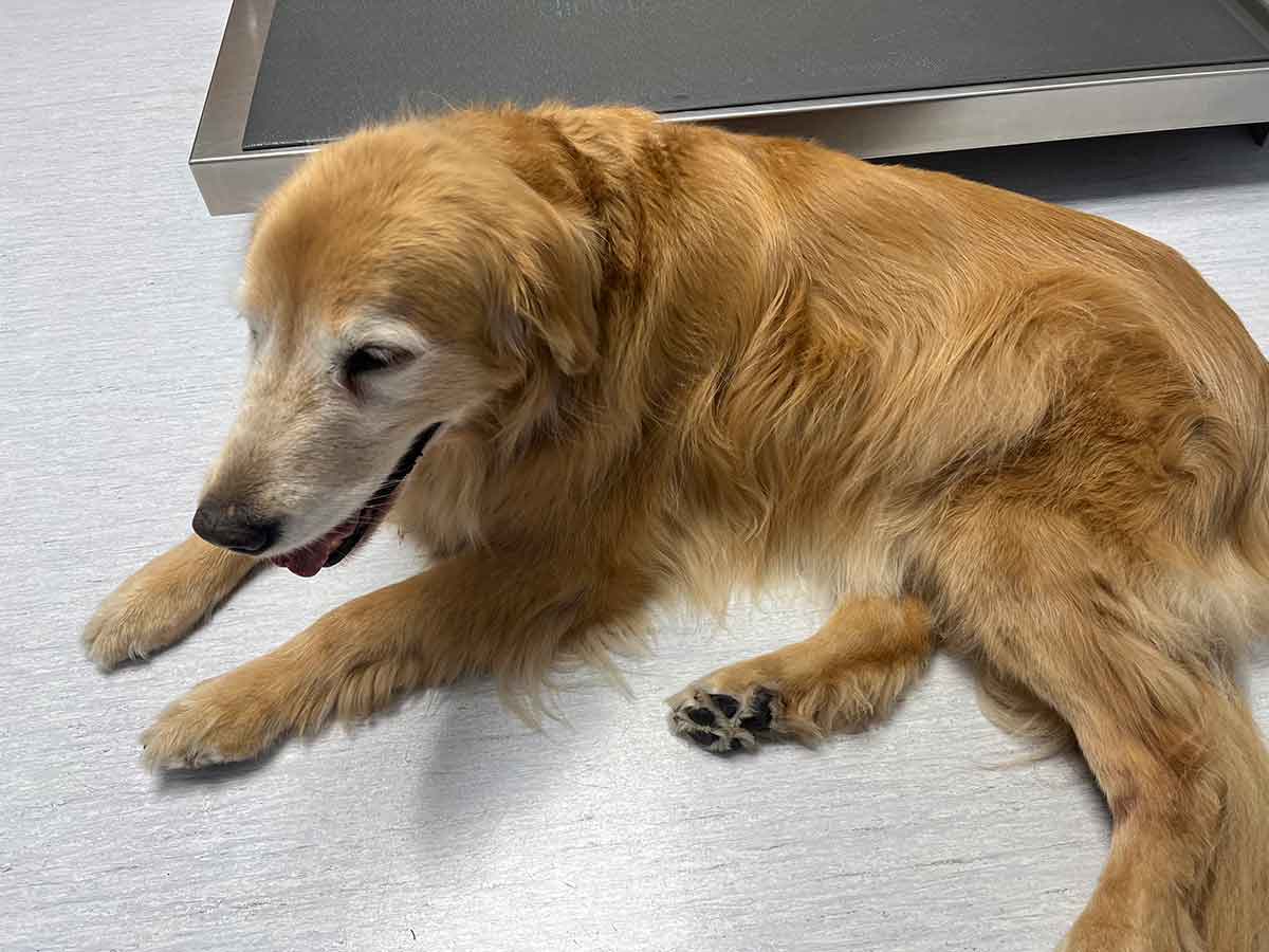 Golden retriever laying on a linoleum floor.