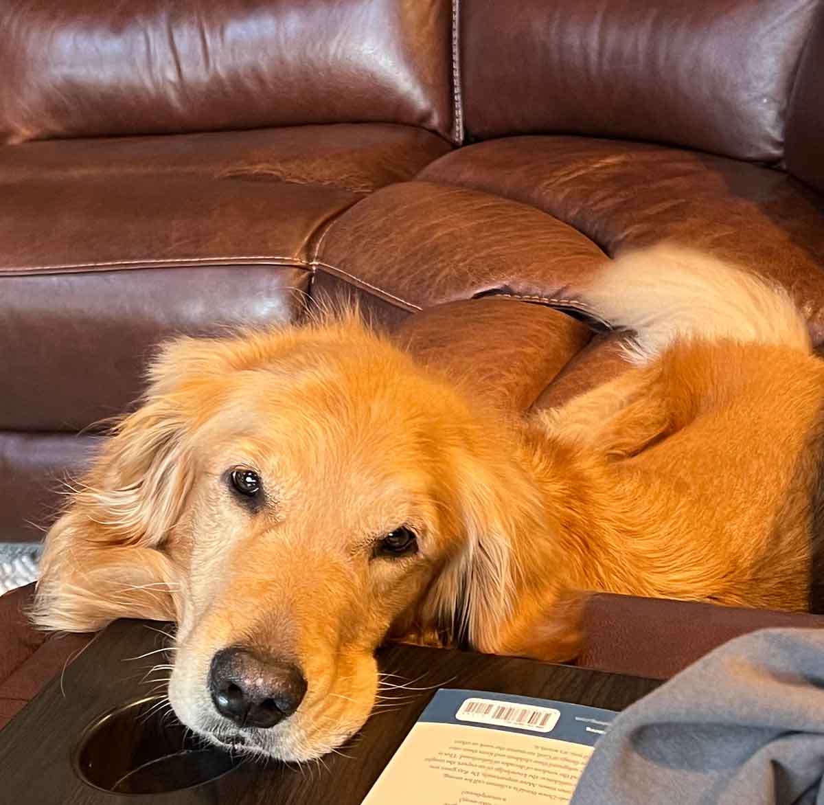 Golden retriever dog laying on a couch with her head resting on the edge.