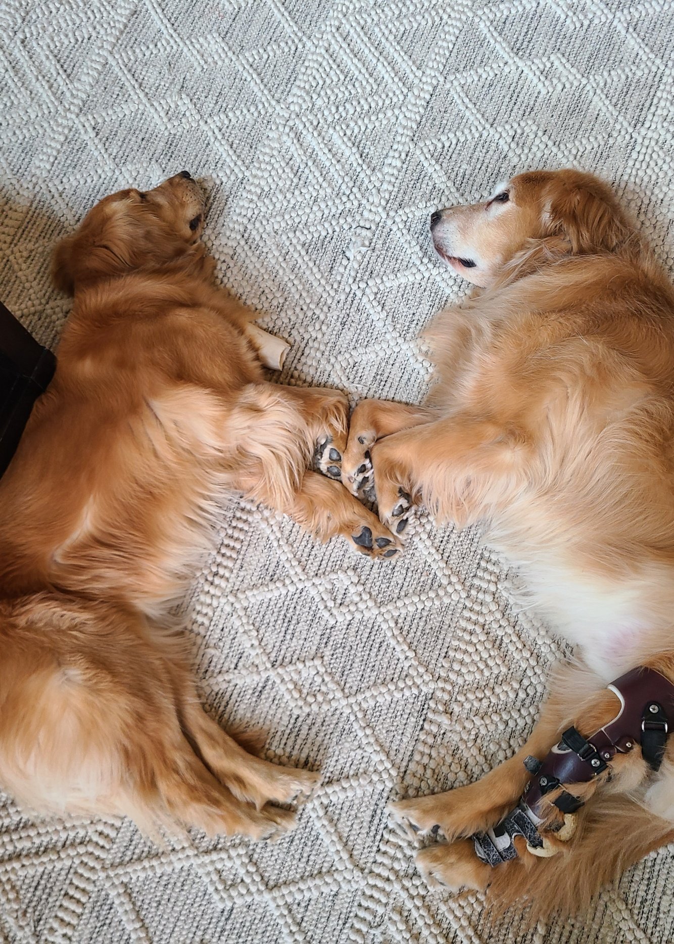 Two golden retrievers laying on their sides facing each other with their paws touching.