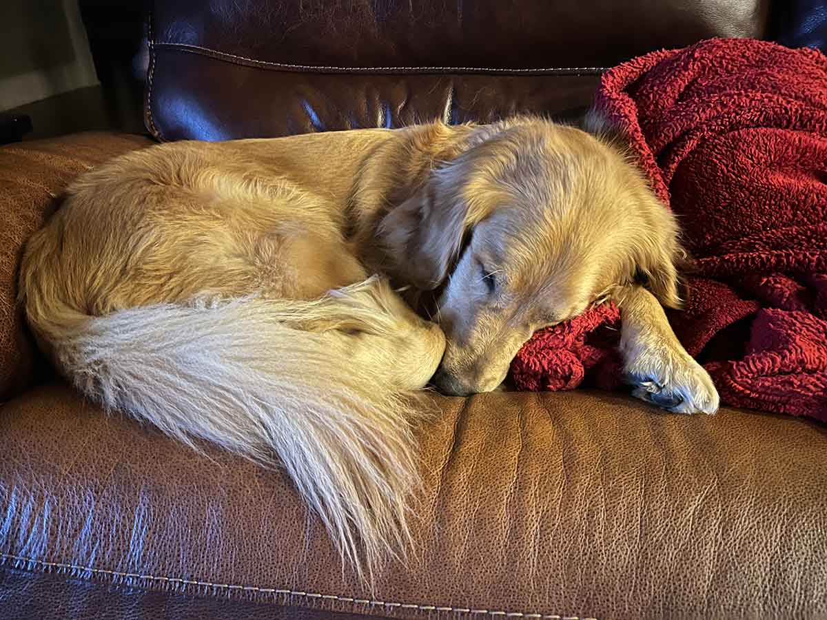 Golden Retriever dog laying on a couch curled up with a red blanket.