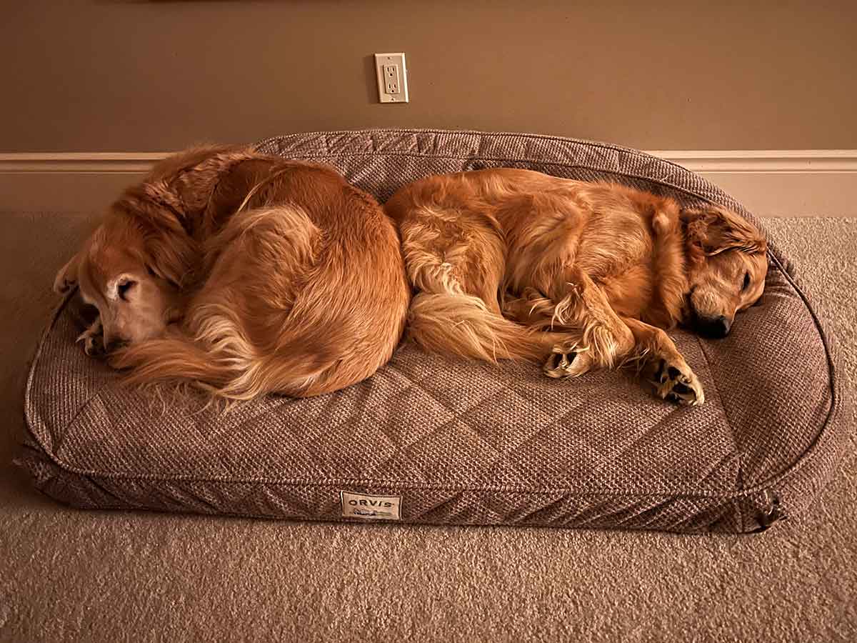 Two Golden Retriever dogs laying next to each other on a dog bed.