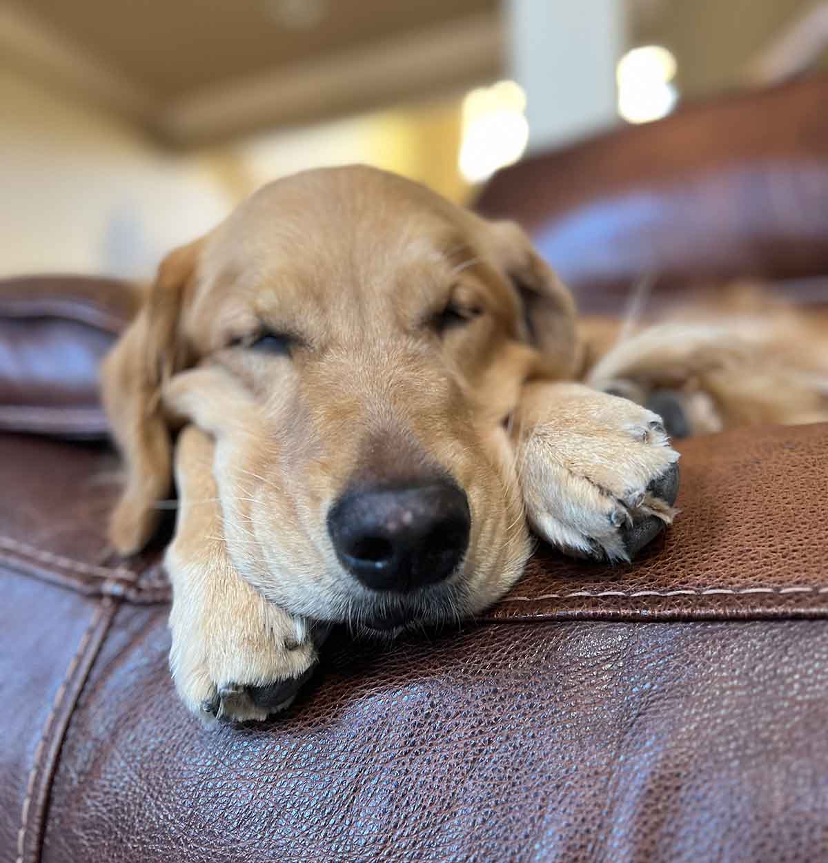 Golden retriever dog sleeping with its head on the edge of the couch between its paws.