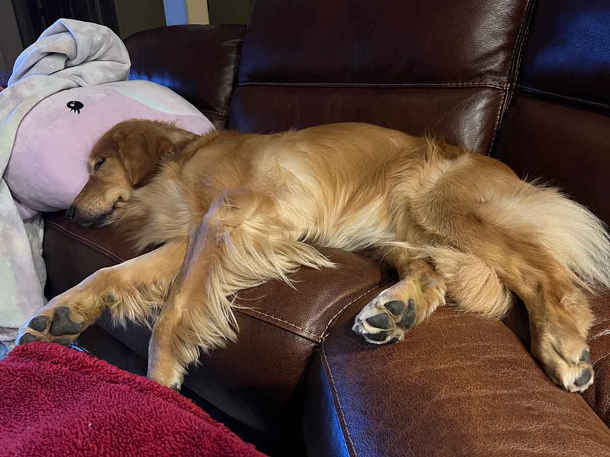 A golden retriever dog laying on a couch with her head on a squishmallow.