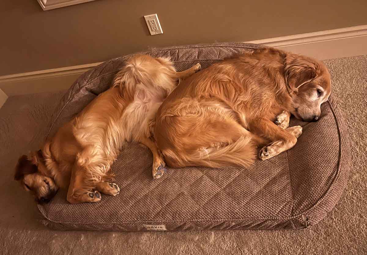 Two Golden Retriever dogs laying side by side in a dog bed.