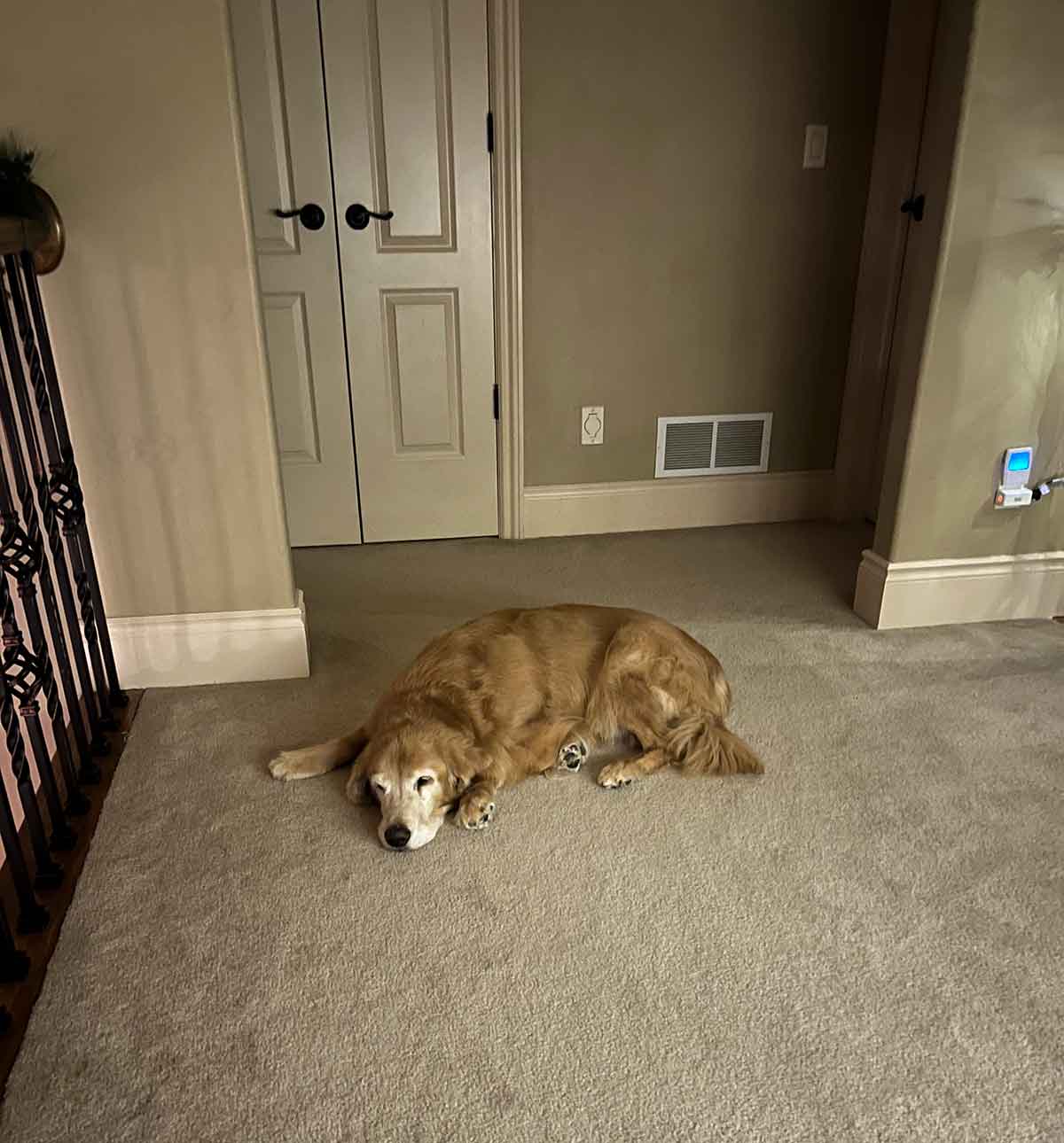 Golden retriever dog laying in an upstairs hallway.