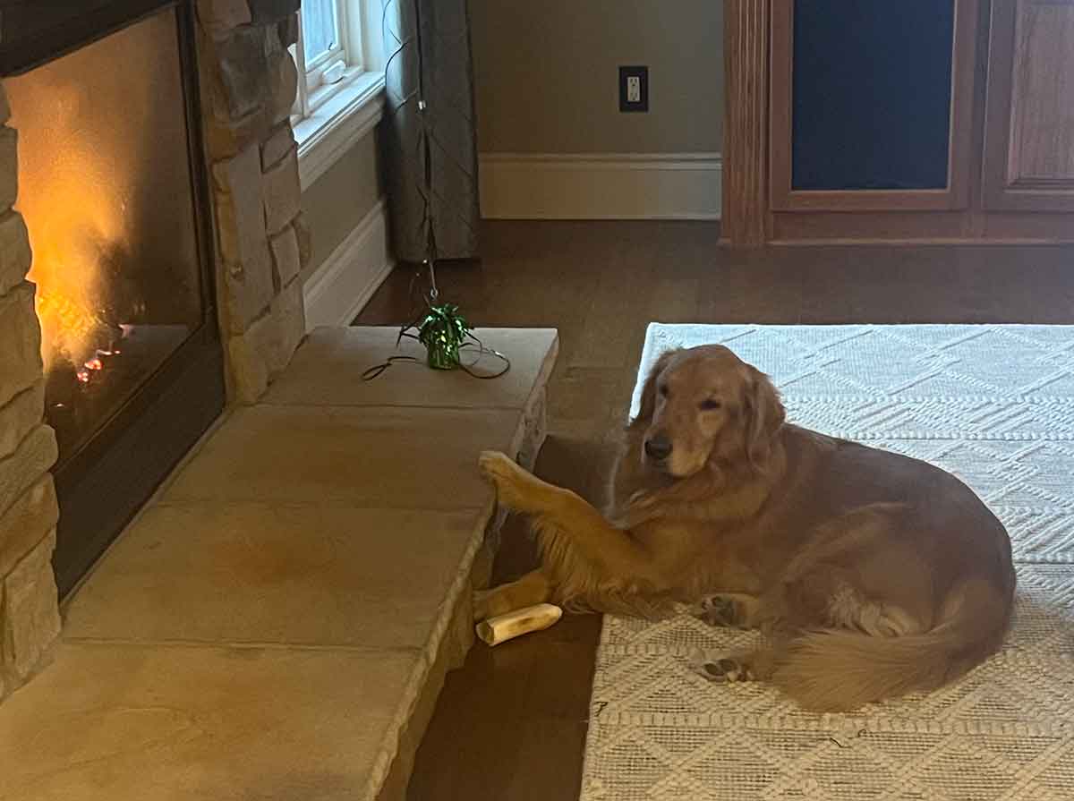 Golden retriever dog laying in front of a lit fireplace with her paw on the hearth.