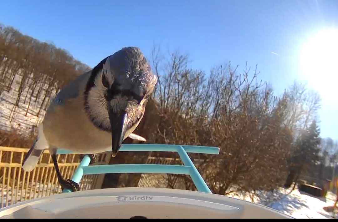 Closeup photo of bluejay perched at the end of a bird feeder.