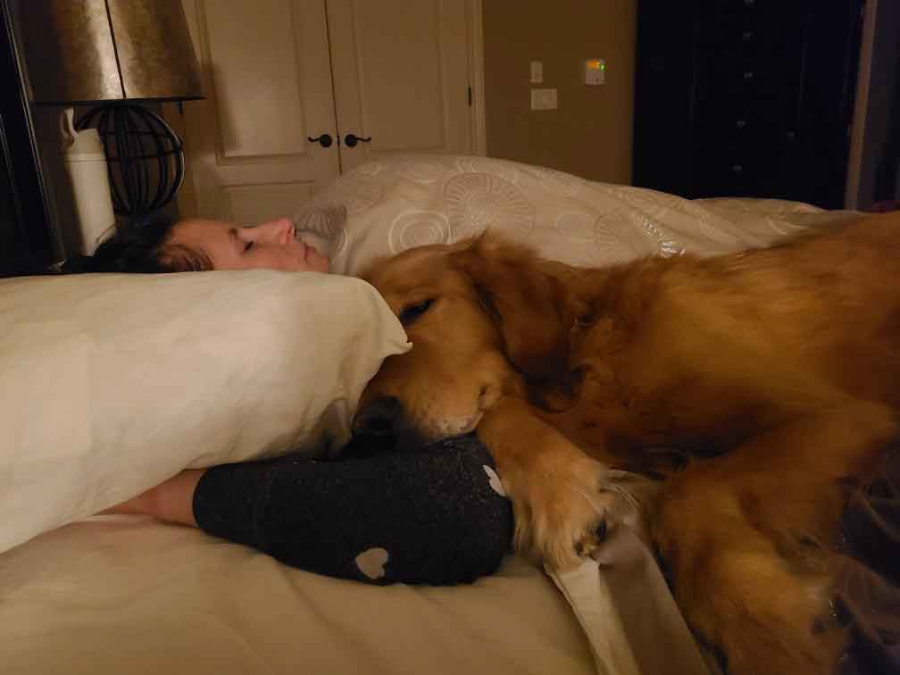 Golden retriever dog snuggled up to woman in bed.