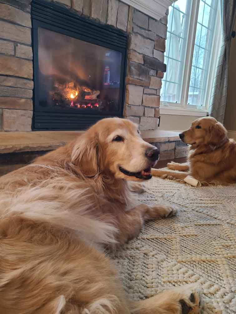 Two golden retrievers laying in front of a fireplace.