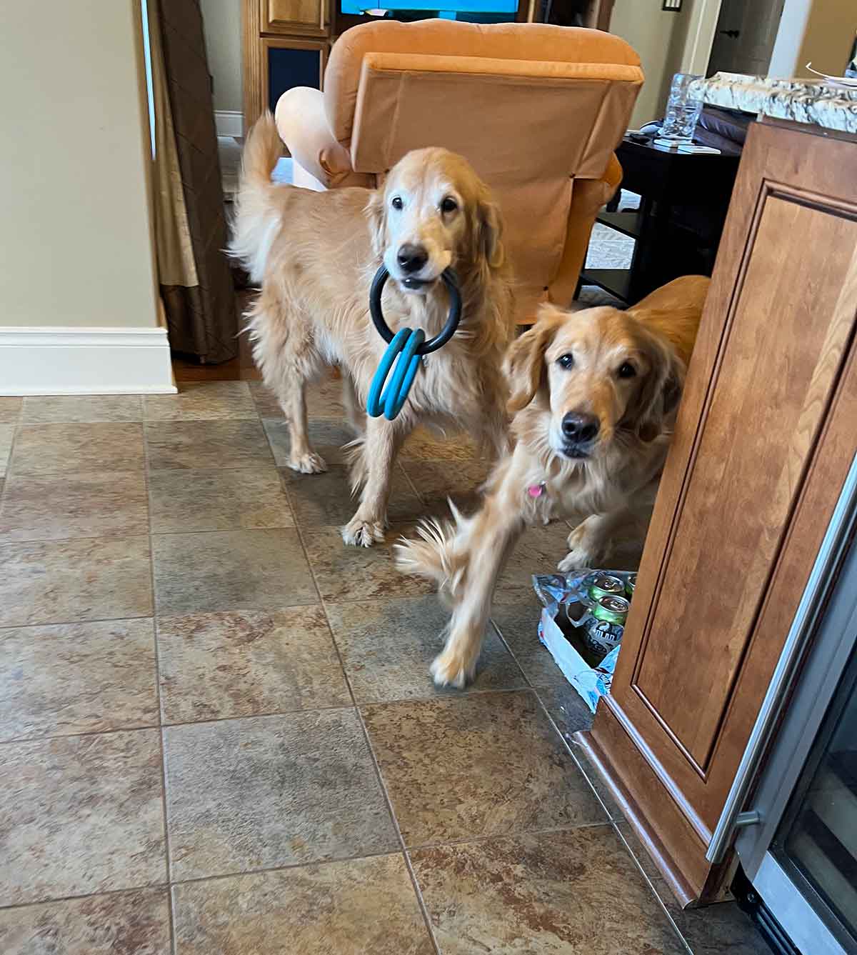 Two Golden Retrievers coming around a corner, one with rubber rings in his mouth.