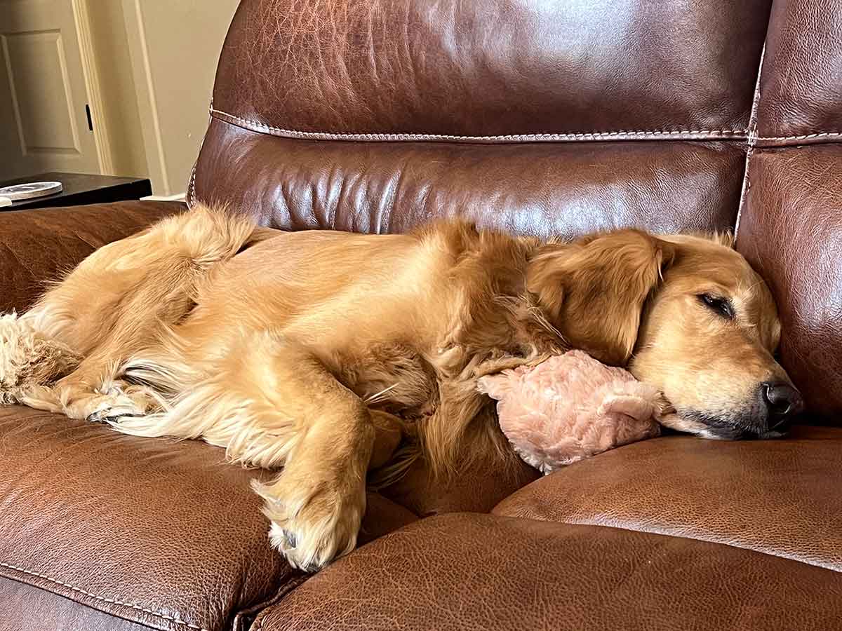 Golden retriever dog laying on the couch with a stuffed animal as a pillow.