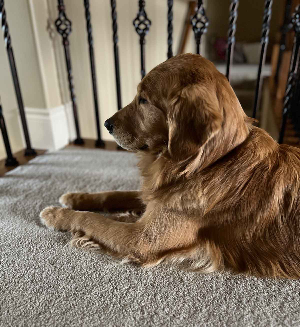 Profile photo of golden retriever dog looking through a banister and out a window.