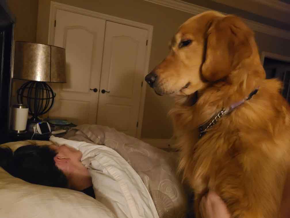 Golden Retriever dog sitting right next to a person sleeping in a bed.