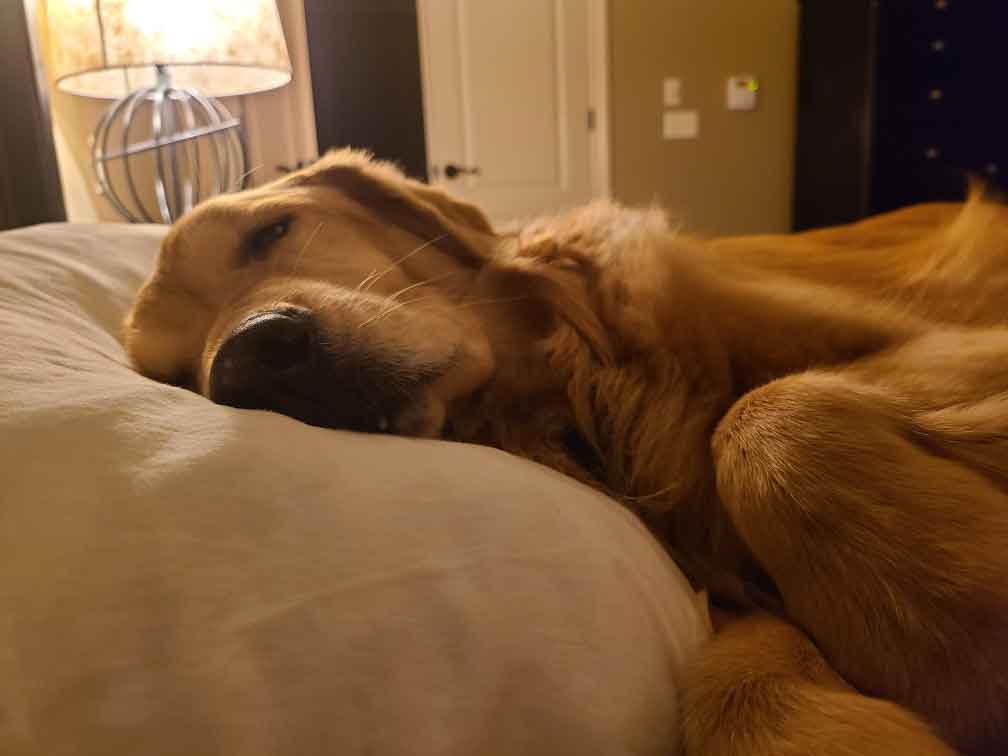 Golden retriever dog laying with her head on a pillow.