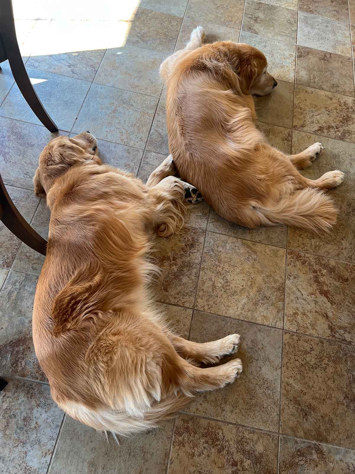 Two golden retrievers laying next to each other on a tile floor.