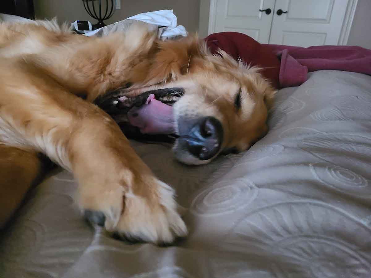 Golden retriever laying on a bed, with a large yawn.