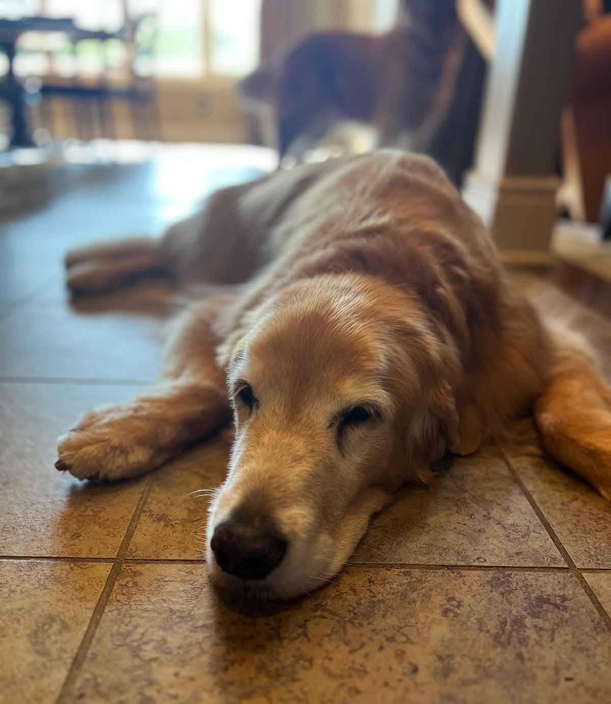 Older Golden Retriever laying on a kitchen floor.