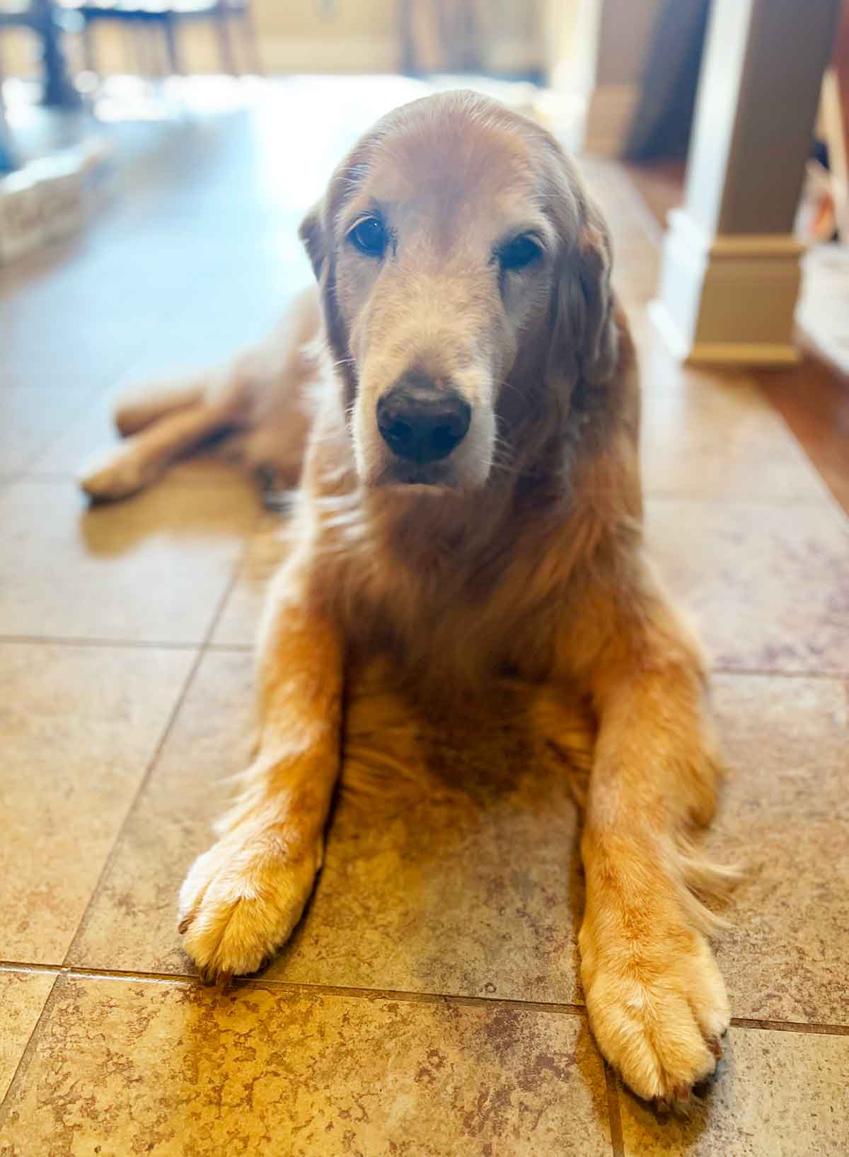Older Golden Retriever laying on a kitchen floor, looking at the camera.