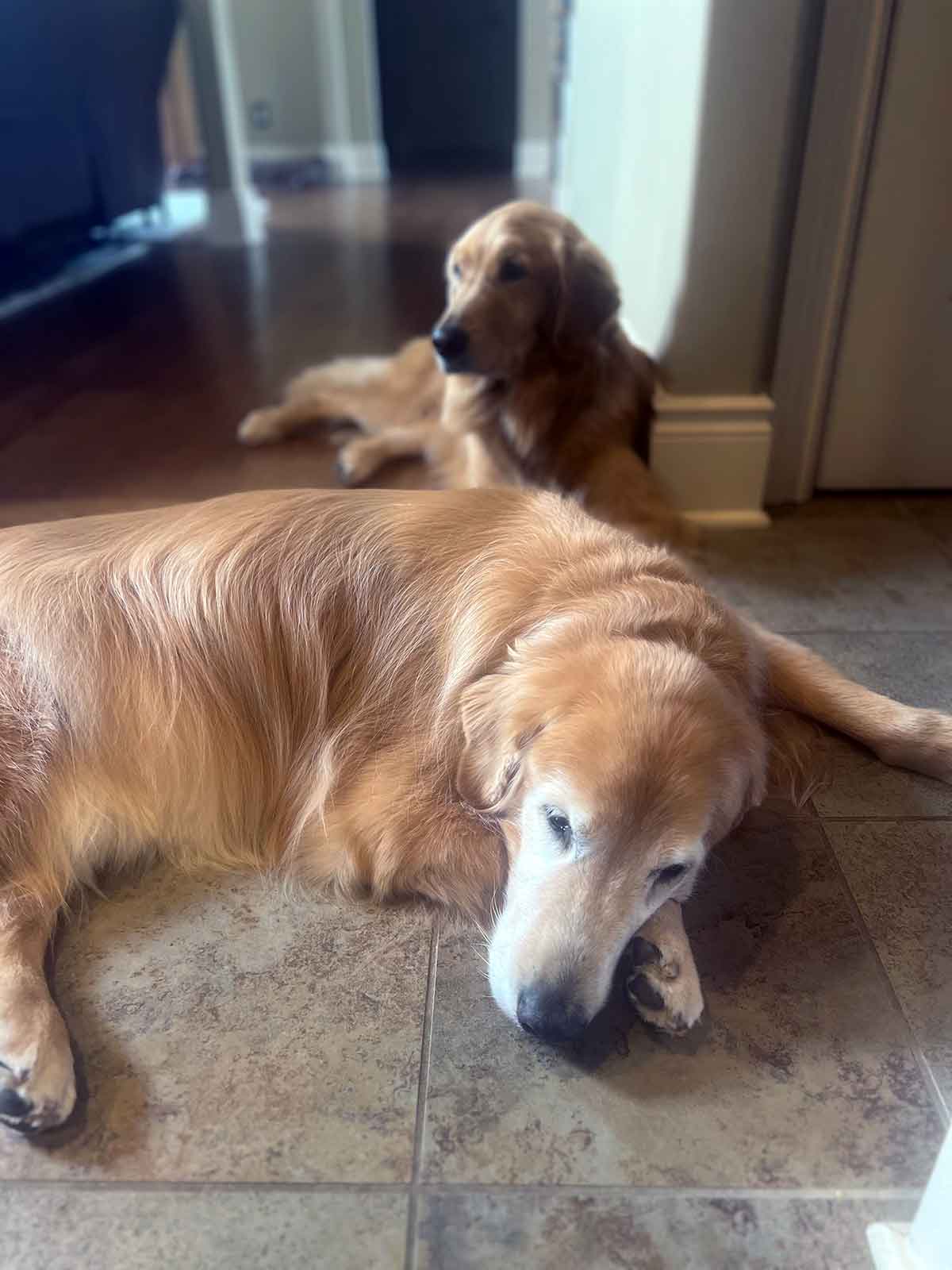 Two Golden Retrievers laying on a floor together.