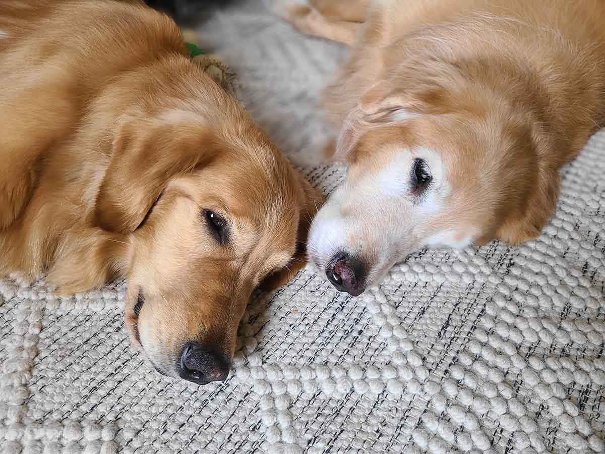 Two golden retrievers laying next to each other, with their faces close together.
