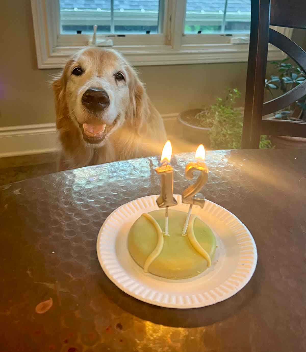 Dog staring at a tennis ball cake with the number 12 in candles lit in it.