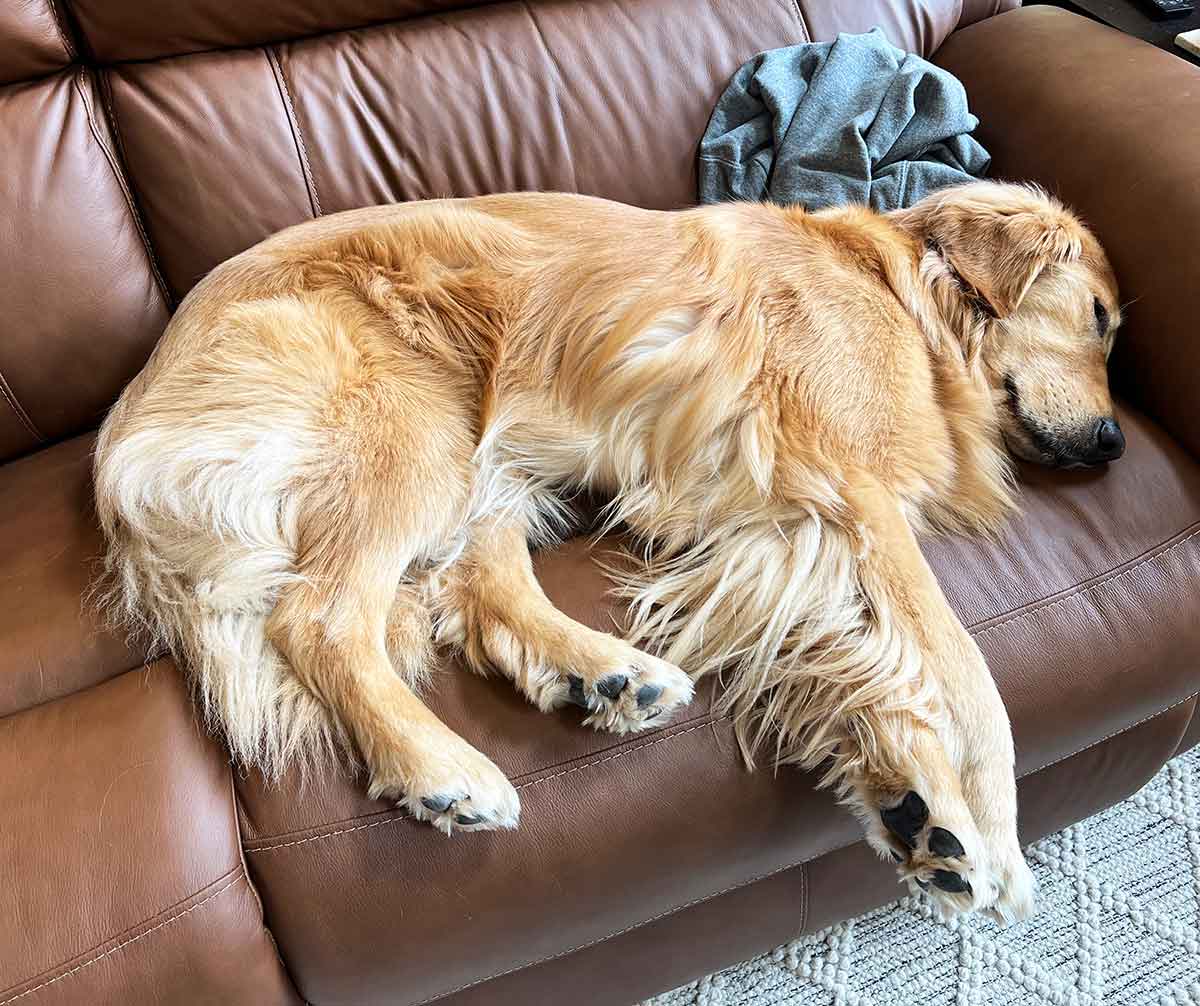 Golden retriever dog lying on her side on a couch.
