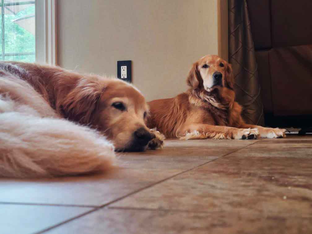 Two golden retrievers laying on a kitchen floor.