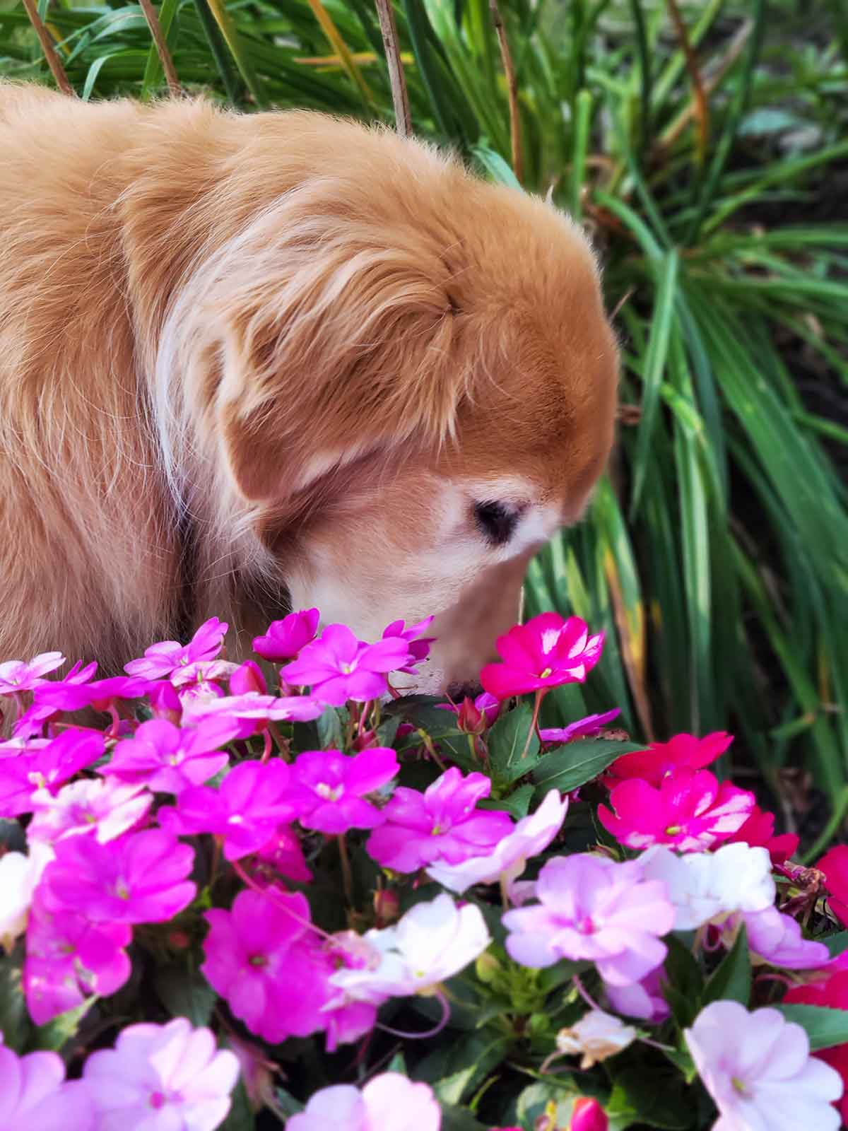 Golden retriever dog sniffing a pot of pink and purple impatients.