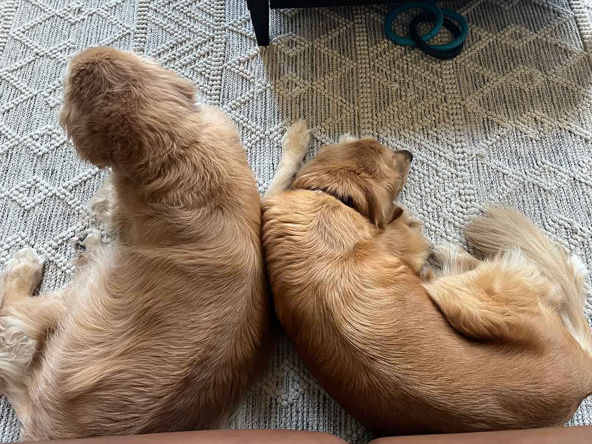 Two golden retrievers laying curled up pressed up against each other.