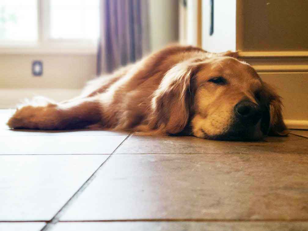 Close up photo of golden retriever sleeping on a kitchen floor.