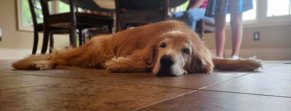 Golden Retriever laying on a kitchen floor.
