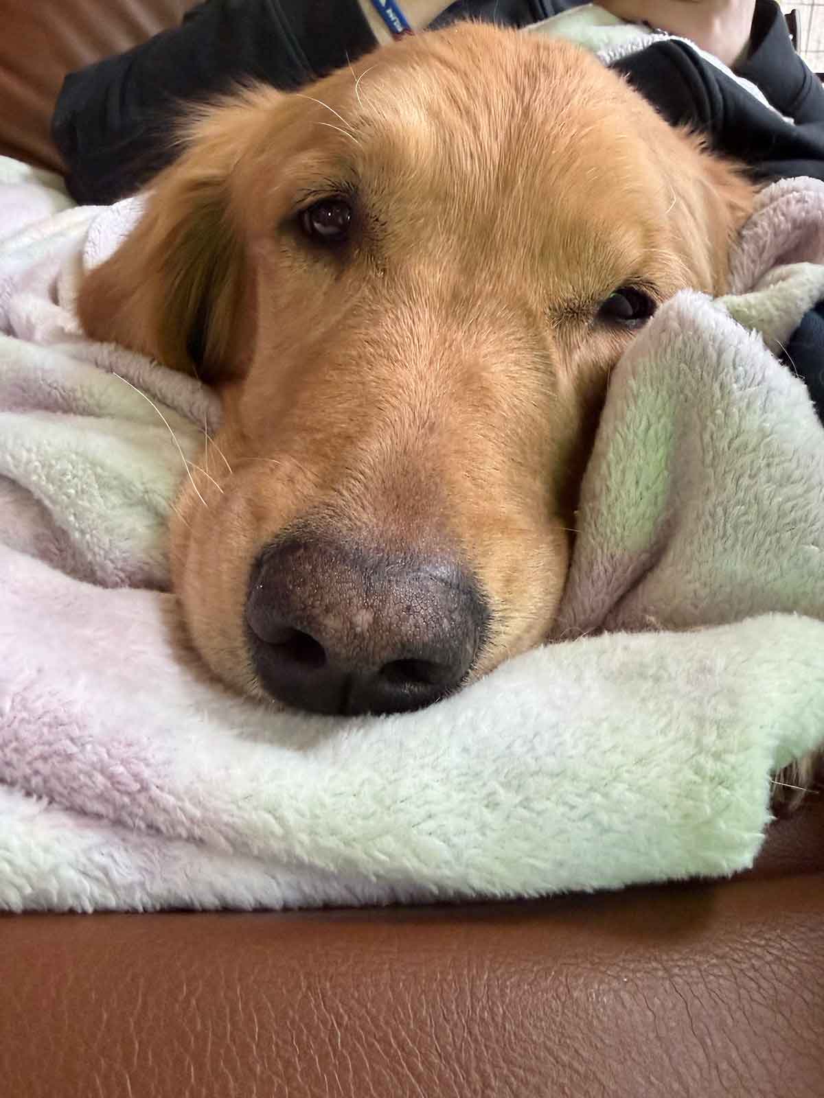 Close up of a golden retriever's face snuggled in a blanket.